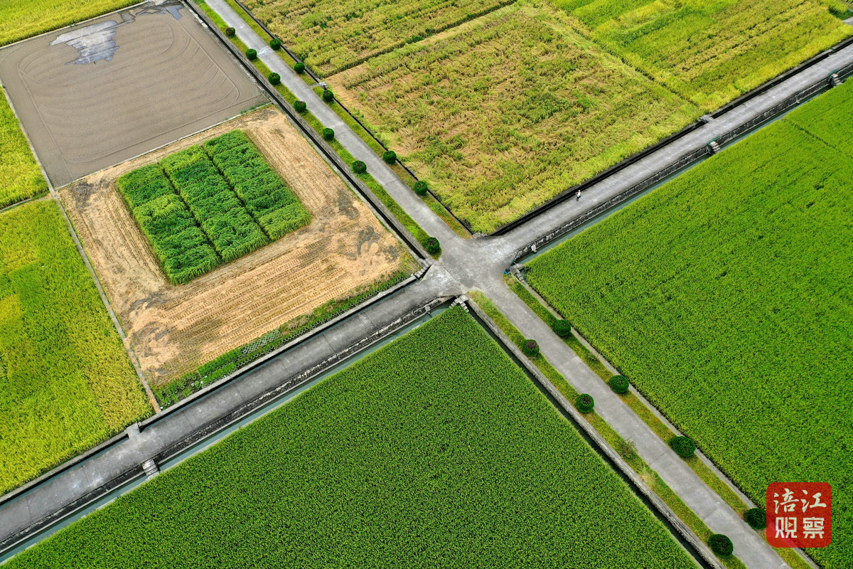 2024年8月30日，綿陽(yáng)農(nóng)科院基地 周良斌1_1.jpg